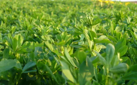 A field of lush green alfalfa, showcasing the dense growth ideal for optimal seeding rate for alfalfa.