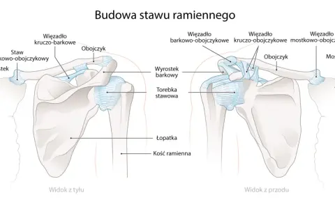 Ilustracja anatomiczna stawu ramiennego z widokiem z przodu i z tyłu, pokazująca obojczyk, łopatkę i mostek.
