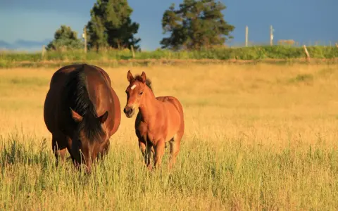 Une jument brune et son poulain roux profitent de la chaleur estivale dans un pré doré.