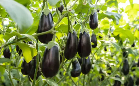 Dark purple eggplants hang from their vines, ready for harvest. Learn when to harvest eggplant for the best flavor and texture.