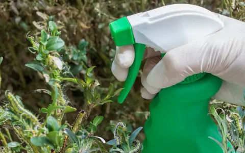Ręka w rękawiczce trzyma opryskiwacz, przygotowując się do walki z ćmą bukszpanową. Gąsienice żerują na krzewie.