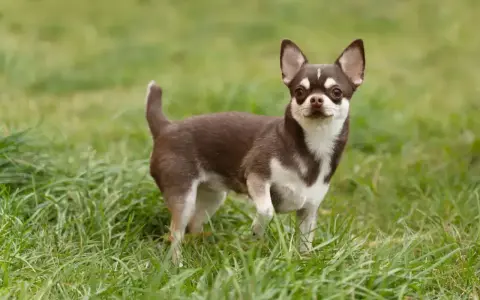 Mały, brązowo-biały piesek rasy chihuahua stoi na zielonej trawie, gotowy do zabawy.