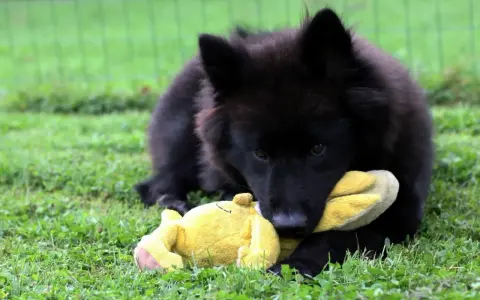 Czarny szczeniak rasy eurasier bawi się żółtą zabawką na trawie. Zastanawiasz się nad eurasier cena?