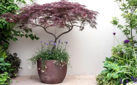 A striking Japanese maple in a pot, surrounded by lush greenery and delicate purple and white flowers, creates a serene garden scene.