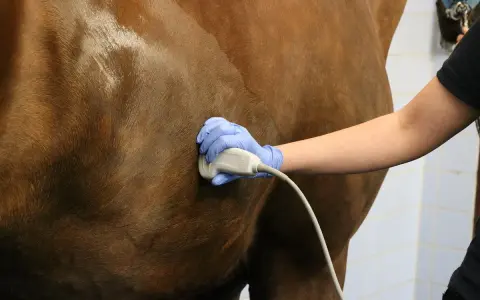Tierarzt untersucht Pferd mit Ultraschall. Mögliche Symptome für einen Tumor im Bauchraum werden abgeklärt.
