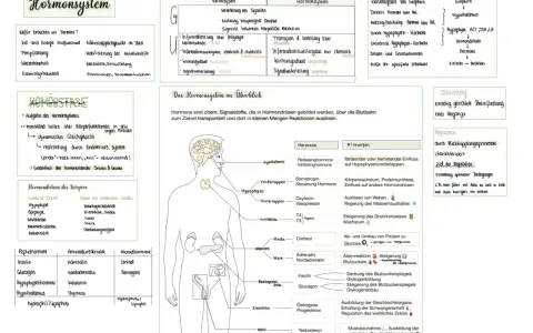 Das Hormonsystem steuert Wachstum, Stoffwechsel und Emotionen. Hormone sind chemische Botenstoffe, die über das Blut transportiert werden.