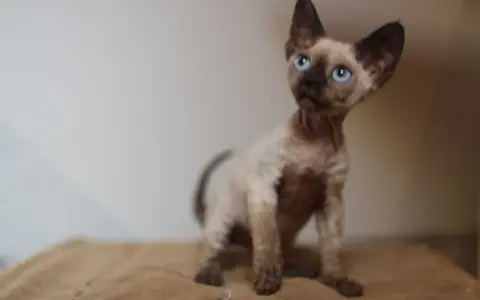 Gdzie znaleźć koty Devon Rex w Zachodniopomorskim - ceny i hodowle