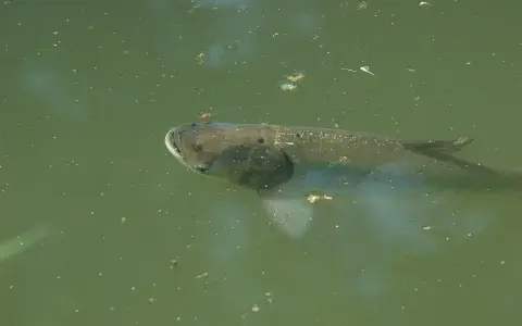 Oto jak wygląda ryba tołpyga: ciemna, długa ryba z otwartym pyskiem pływa w zielonkawej wodzie, wśród drobnych zanieczyszczeń.