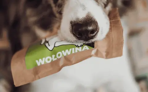 Sucha karma dla szczeniaka od kiedy - unikaj błędów w żywieniu