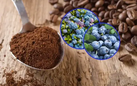 Łyżka z mieloną kawą, obok ziarna kawy, borówki i kwiaty. Fusy z kawy mogą być świetnym dodatkiem do pielęgnacji.