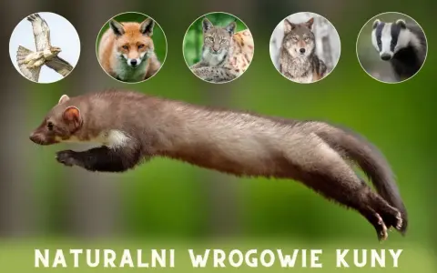 Skacząca kuna, a nad nią w okręgach: jastrząb, lis, ryś, wilk i borsuk – jej naturalni wrogowie.