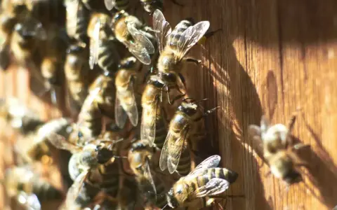 Abejas en madera. Aprende cómo evitar que las abejas hagan nido en tu hogar.