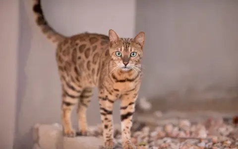 Piękny kot bengalski z zielonymi oczami, z pewnością warty swojej ceny.