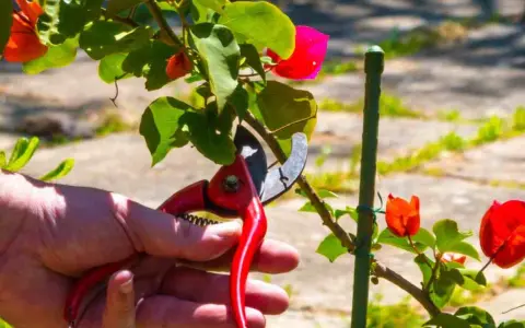 Mano con tijeras podando una buganvilla en verano, para mantenerla sana y floreciente.