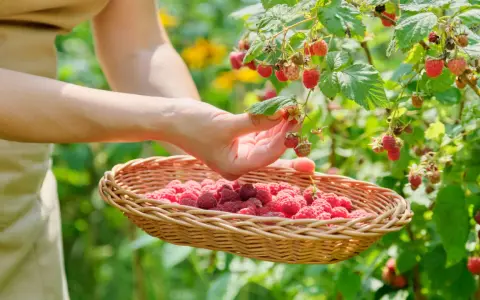 Main d'une personne cueillant des framboises mûres dans un panier en osier, un moment de la culture framboisier.