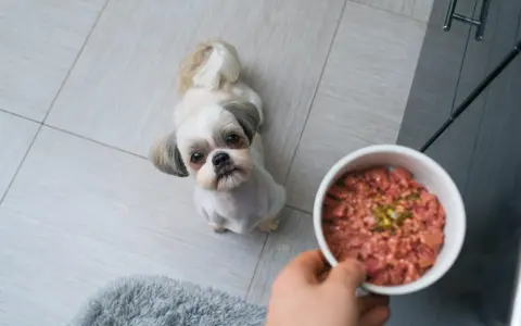 Mały piesek Shih Tzu patrzy z nadzieją na miskę z surowym mięsem. Czy pies może jeść surowe mięso? To pytanie nurtuje wielu właścicieli.
