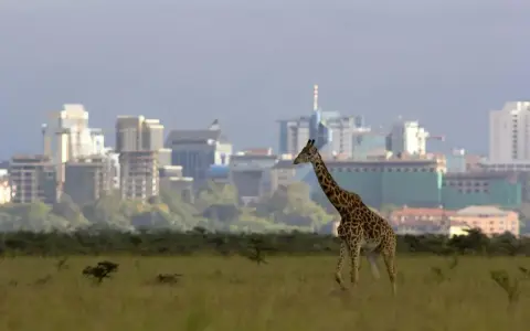 Żyrafa przemierza sawannę na tle nowoczesnej panoramy Nairobi, stolicy Kenii.