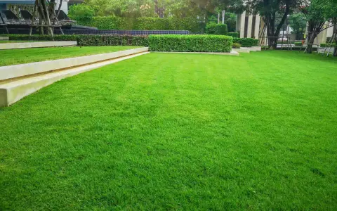 Lush green lawn, perfect for a backyard in Iowa. This vibrant grass looks like it's grown from the best grass seed for Iowa.