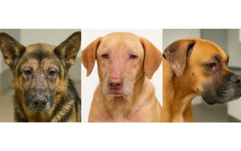 Tres perros con leishmaniasis en orejas y cara. Un pastor alemán, un perro color arena y un bóxer muestran lesiones cutáneas.