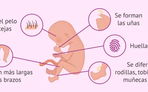 Feto de 16 semanas de embarazo: aparecen cejas, uñas, huellas dactilares, piernas más largas que brazos y se diferencian rodillas, tobillos, codos, muñecas y dedos.