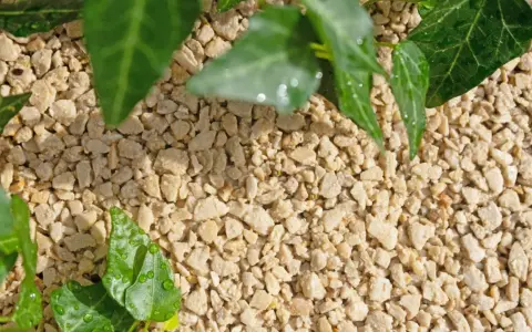 Feuilles vertes et humides d'une plante grimpante sur un sol écologique composé de petits graviers clairs.