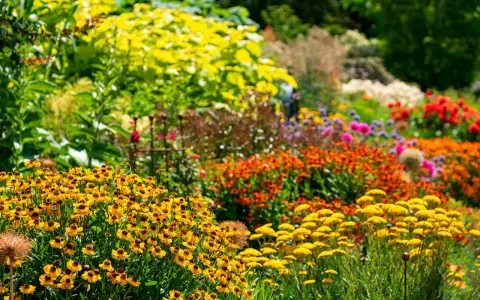 En blomstrande rabatt med gula solhattar och orangea blommor. Här ser man verkligen vad betyder perenn – växter som kommer tillbaka år efter år.