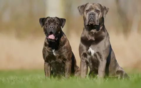 Dwa psy rasy Cane Corso siedzą na trawie. Ich usposobienie jest spokojne i czujne, gotowe do obrony.