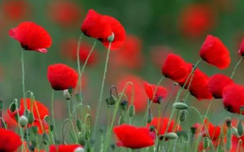Campo de amapolas rojas vibrantes. La amapola, con su significado espiritual de renacimiento y esperanza, florece en un mar escarlata.