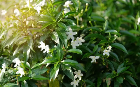 Bouture de jasmin aux petites fleurs blanches épanouies, baignée de soleil.