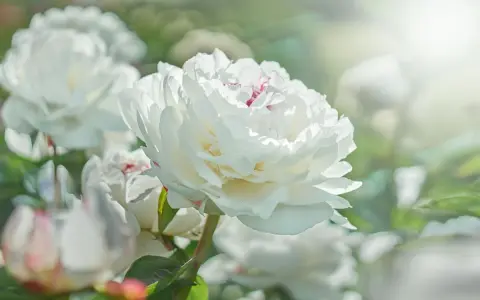 Una hermosa flor blanca de peonía, con pétalos suaves y delicados, se abre bajo la luz del sol.