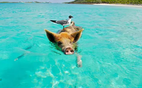 Schwimmendes Schwein mit Möwe auf dem Rücken im türkisfarbenen Wasser der Bahamas. Ein unvergessliches Erlebnis beim Bahamas Segeln.