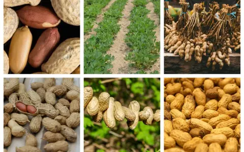 Des champs de cacahuètes, des arachides en gousses et décortiquées. Voici où pousse les cacahuètes, de la terre à l'assiette.
