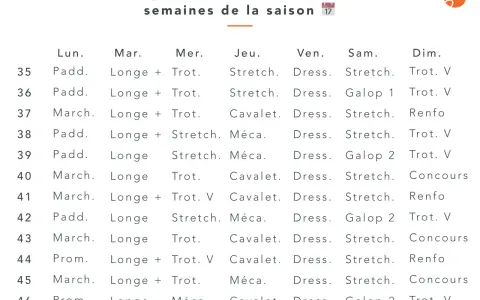 Planning de travail équestre pour 12 semaines, détaillant les activités quotidiennes comme le trot, le galop, le stretching et le dressage.