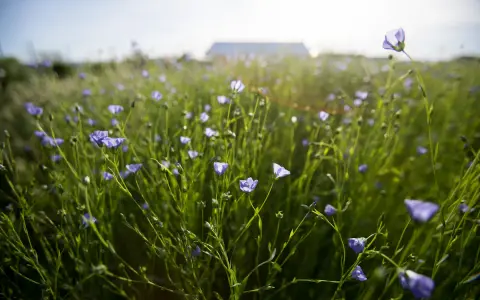 A field of delicate blue flax plant flowers sway gently in the sunlit breeze, with a blurred building in the distance.