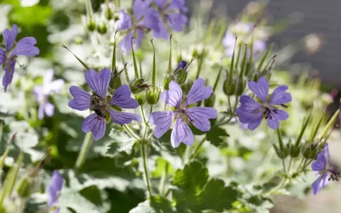 Eine Biene sammelt Nektar auf einer lila Blüte. Der Storchschnabel blüht üppig, bereit zum Schneiden.