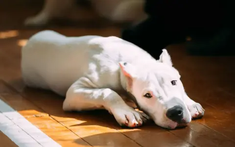 Chien blanc au regard triste, allongé sur un parquet. Il semble souffrir de gastro.