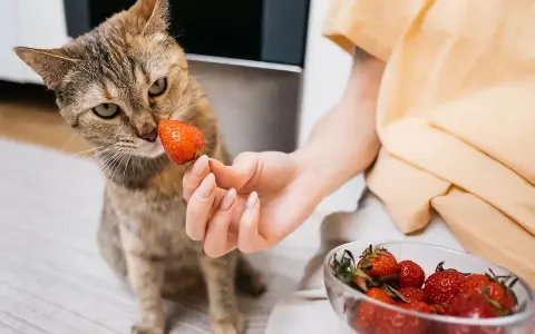 Kot wącha truskawkę podawaną przez rękę, obok miska z owocami.