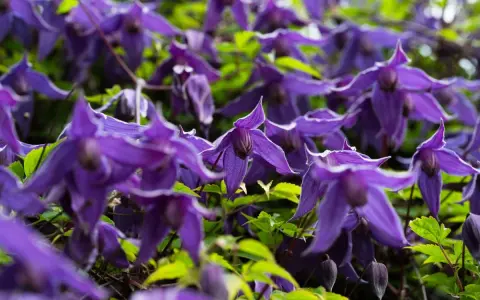 Nahaufnahme von violetten Clematisblüten, die auf einen Rückschnitt warten.