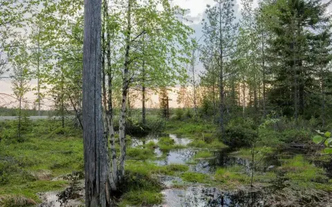 Lustrzanka cyfrowa: Jak wybrać idealny aparat do fotografii?