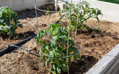 Learn how to use tomato cages to support young tomato plants in a raised garden bed. The cages provide structure as the plants grow.