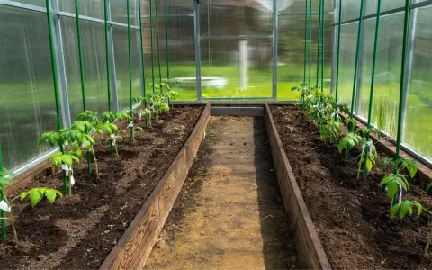 Jeunes plants de tomates dans une serre, prêts à tuteurer. Des tuteurs verts sont déjà en place pour soutenir leur croissance.