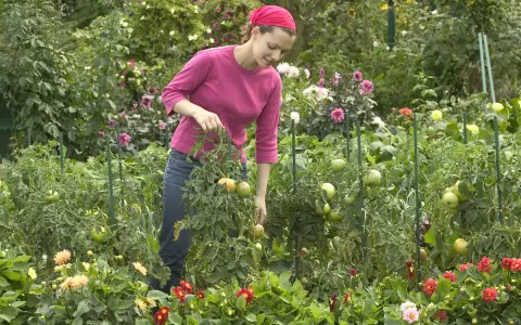 Une femme dans un jardin luxuriant, examinant une plante sauvage de tomates. Des fleurs colorées bordent le chemin.