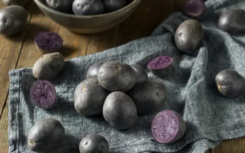 Ein Haufen blauer Schwede Kartoffeln, einige ganz, andere halbiert, liegen auf einem grauen Tuch.