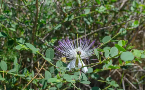 Fleur de câprier blanche et violette, aux longues étamines, épanouie sur un buisson verdoyant.