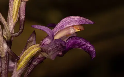Detalle de una flor de virgo morada y amarilla, con pétalos delicados y texturizados, sobre un fondo oscuro.