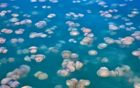 Un mare di meduse, una specie affascinante che galleggia nelle acque turchesi.