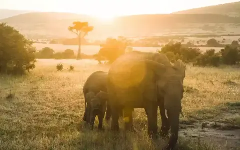 Słoń z młodym na tle zachodzącego słońca w Tanzanii. Ceny safari mogą być różne, ale widok jest bezcenny.