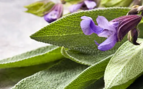 Feuilles et fleurs de sauge sclarée, évoquant ses nombreux bienfaits pour le bien-être.