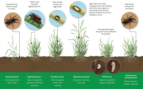 Life cycle of bill bugs, showing overwintering adults, mating, egg-laying, larvae feeding on stems and roots, pupation, and new adults emerging.