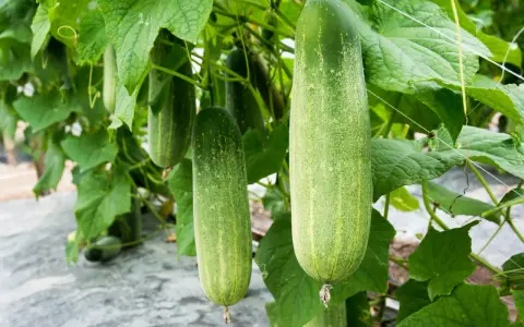 Concombres mûrs pendant à la vigne. Combien de pieds de concombre pour 2 personnes ? Une belle récolte en perspective !